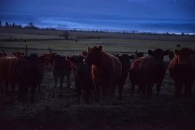 DSC_5859 (Large).JPG